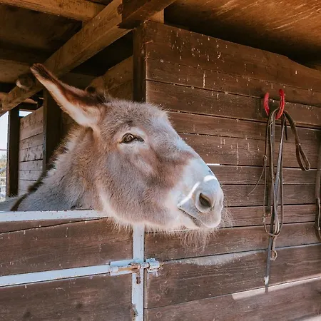 Agriturismo Gli Etruschi Farm stay Populonia