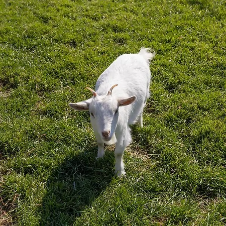 Farm stay Agriturismo Gli Etruschi