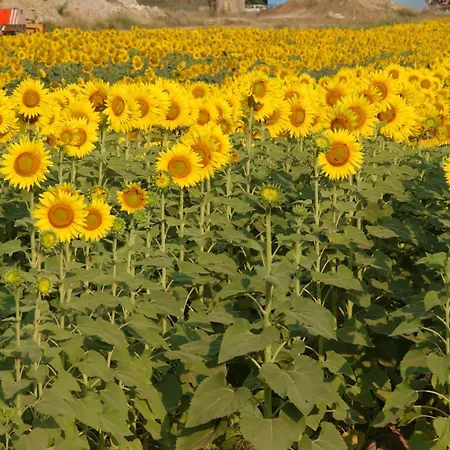Farma Gli Etruschi *