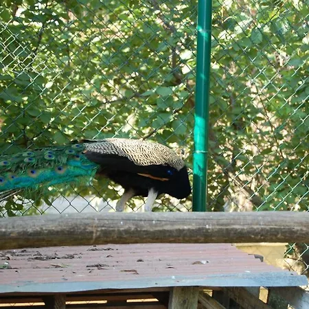 Gli Etruschi *